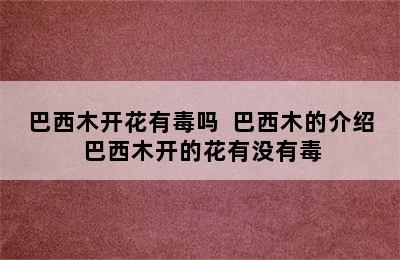 巴西木开花有毒吗  巴西木的介绍 巴西木开的花有没有毒